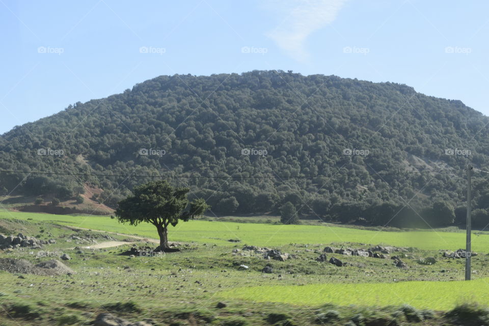 tree in green fields in spring time. behind the tree there is mountain covered with short trees and bushes