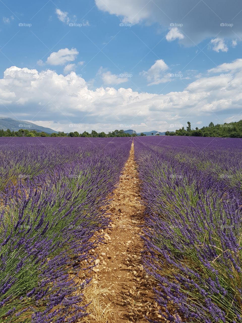 Lavender field in Valensole, France.