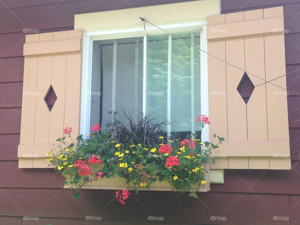 Window flowers