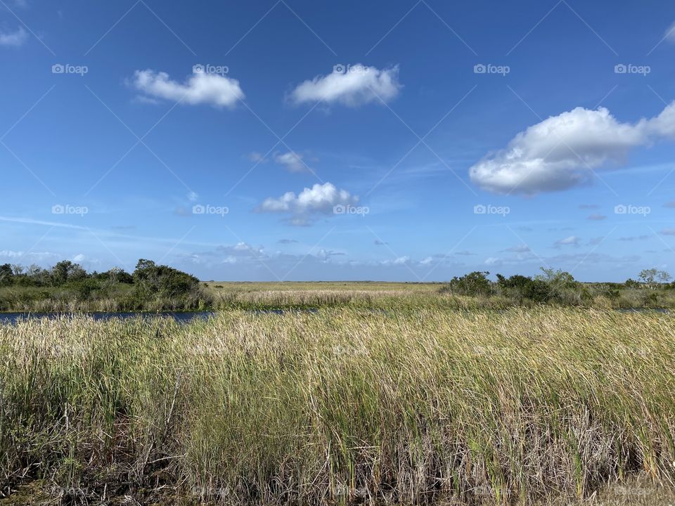 Everglades 11