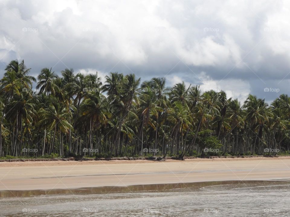 View from the water of the palm trees at the beach 