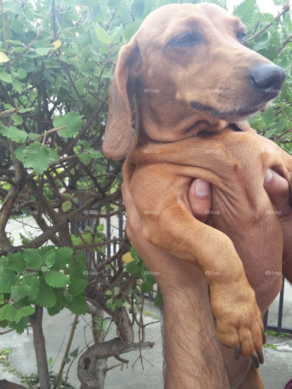 dachshund