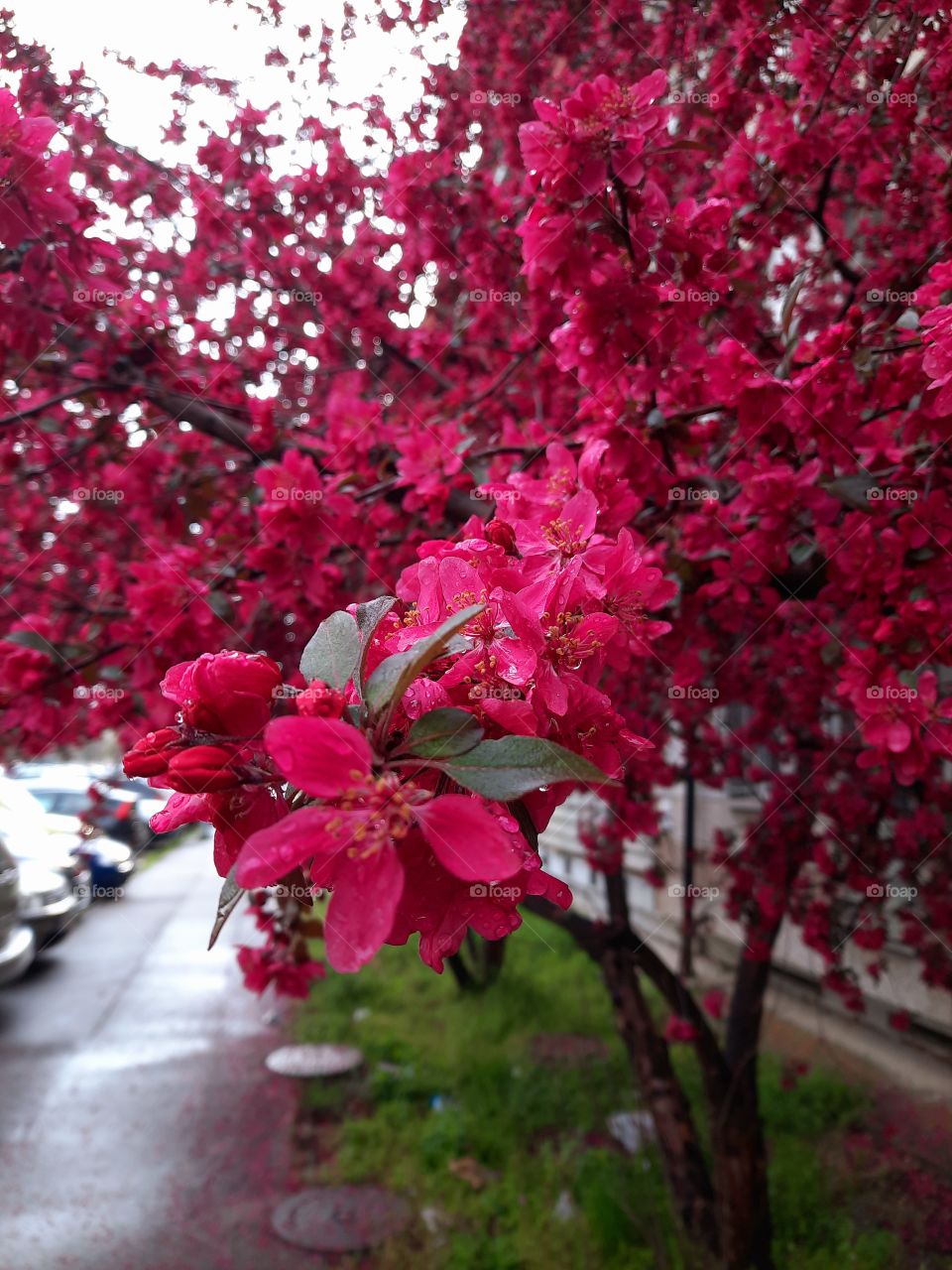 Pink rainy day