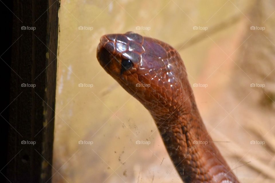 Red Spitting Cobra