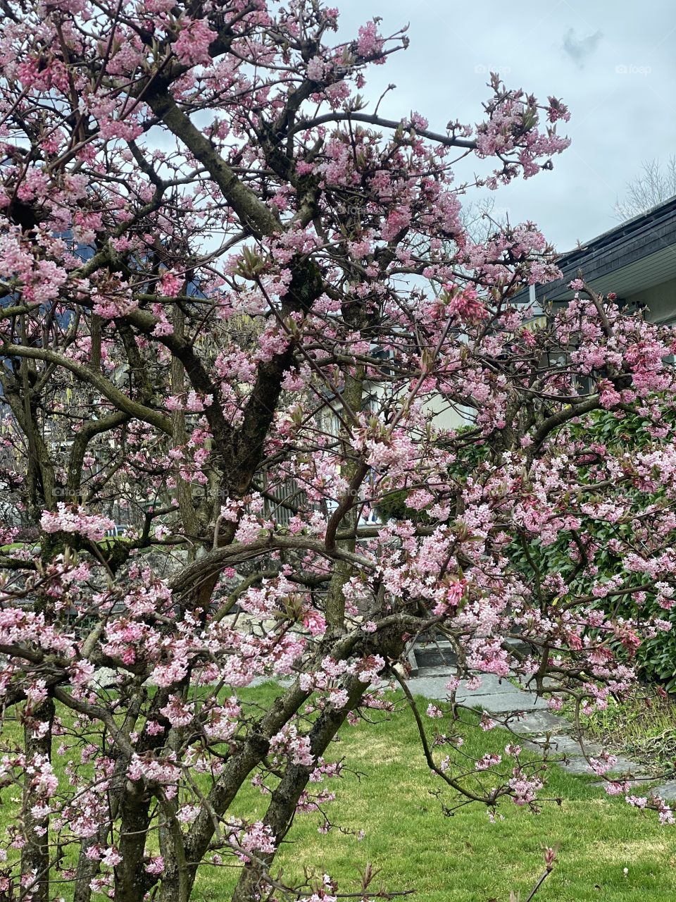 the tree blooms with pink flowers