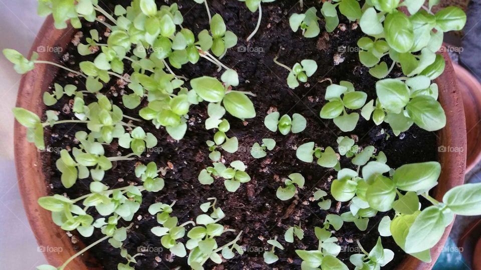 Basil sprouts