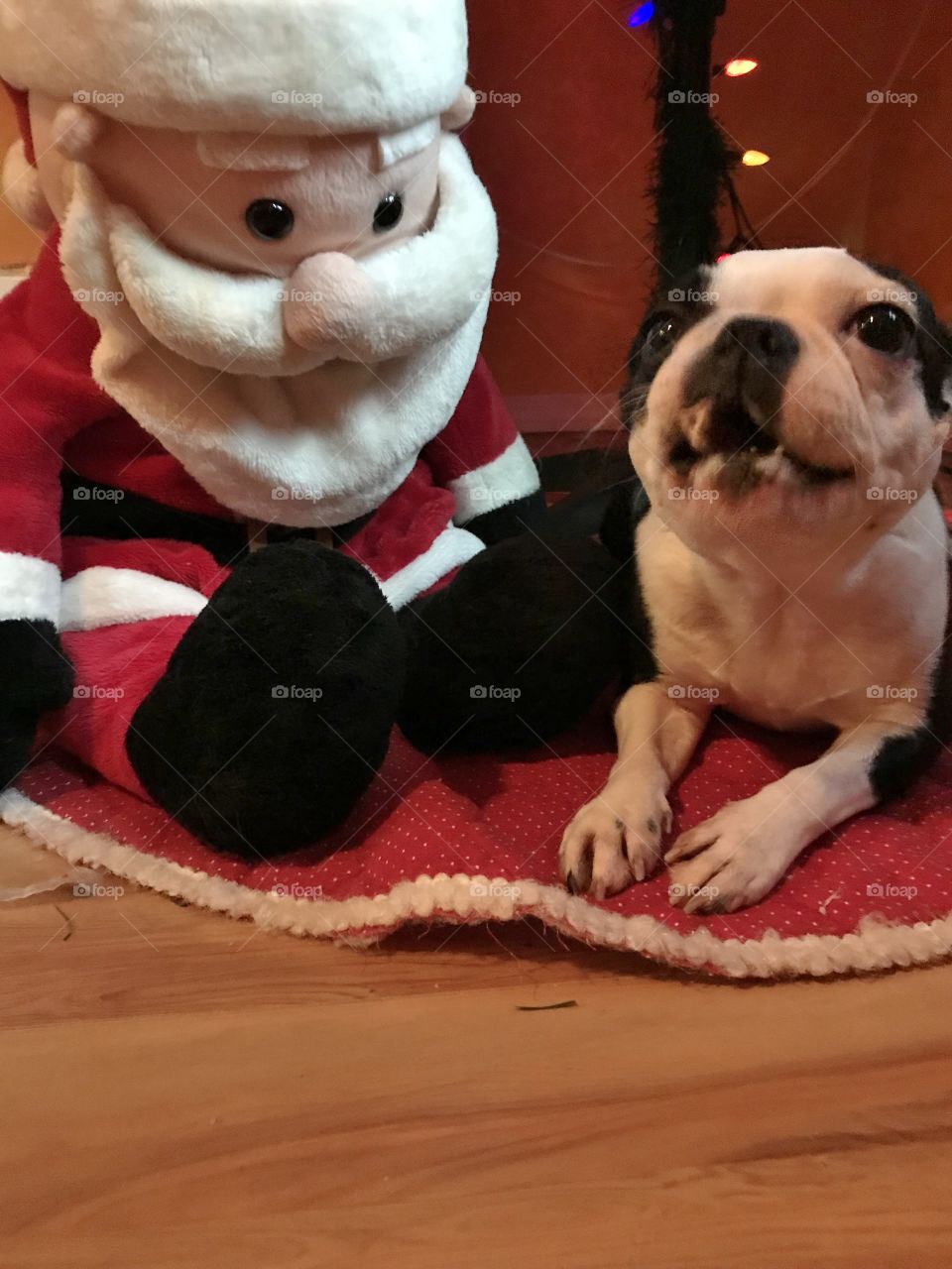 A closeup of Santa watching my Boston Terrier enjoying one of her Christmas treats while relaxing under the Christmas tree. 