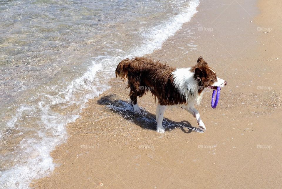 Beach activities 🐾💦🐾