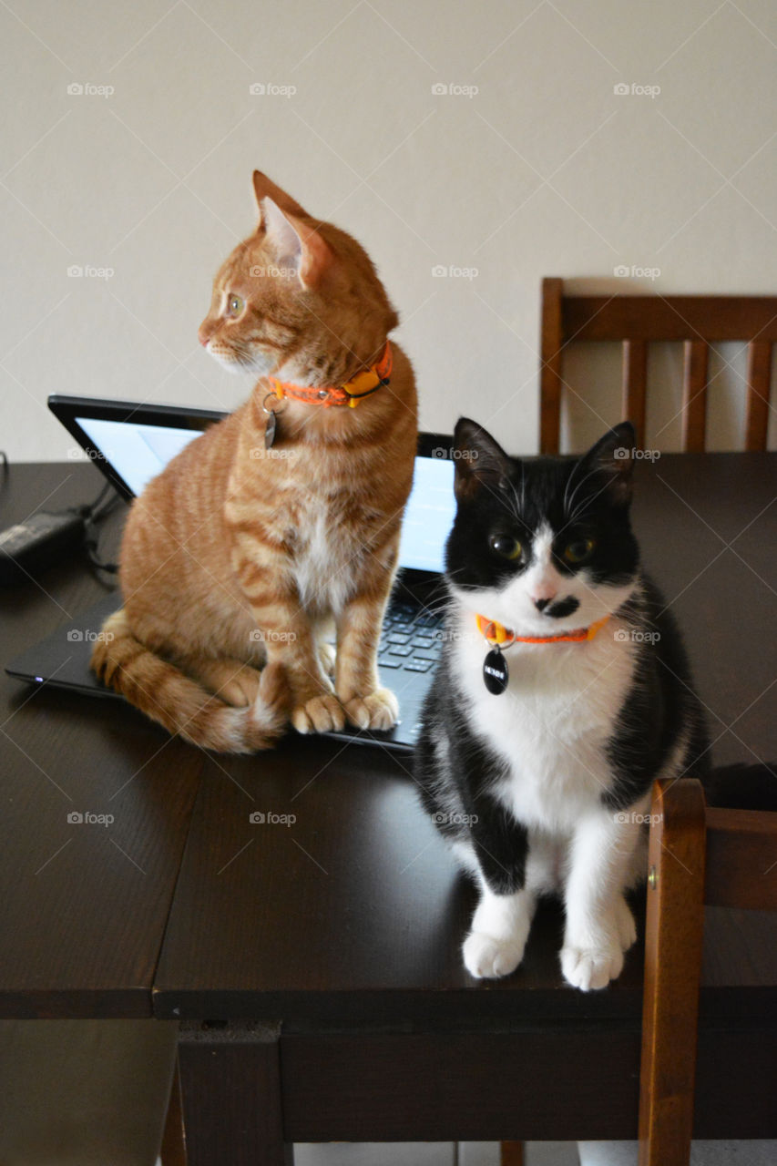 Ginger cat sitting and on a labtop and black and white cat sitting on the table beside it.