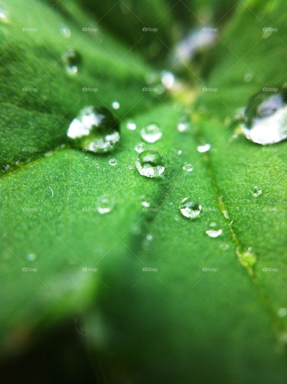 landscape green nature macro by miss_falcon
