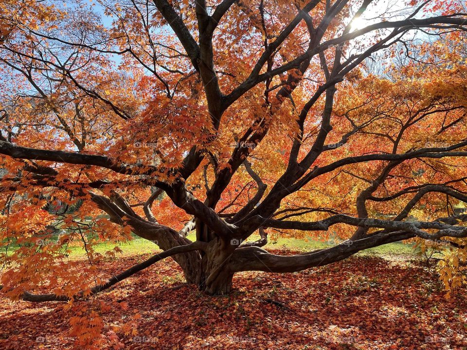 Huge tree with fallen orange autumn leaves  
