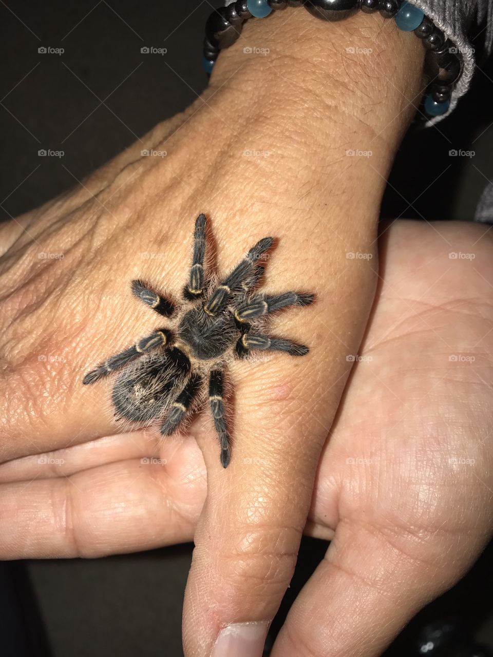 Our baby yellow stripped knees Chilean Tarantula 