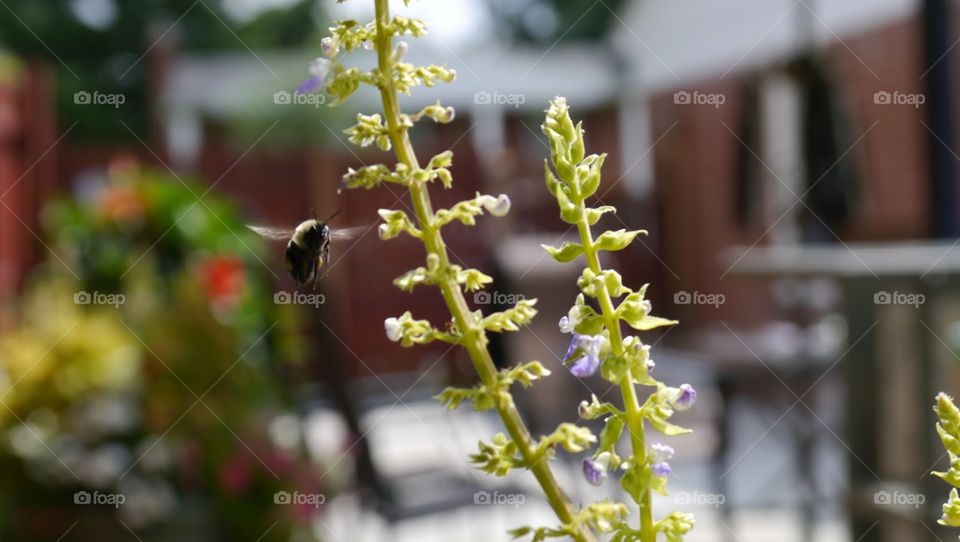 Bumblebee gathering nectar. Farmington Hills, MI