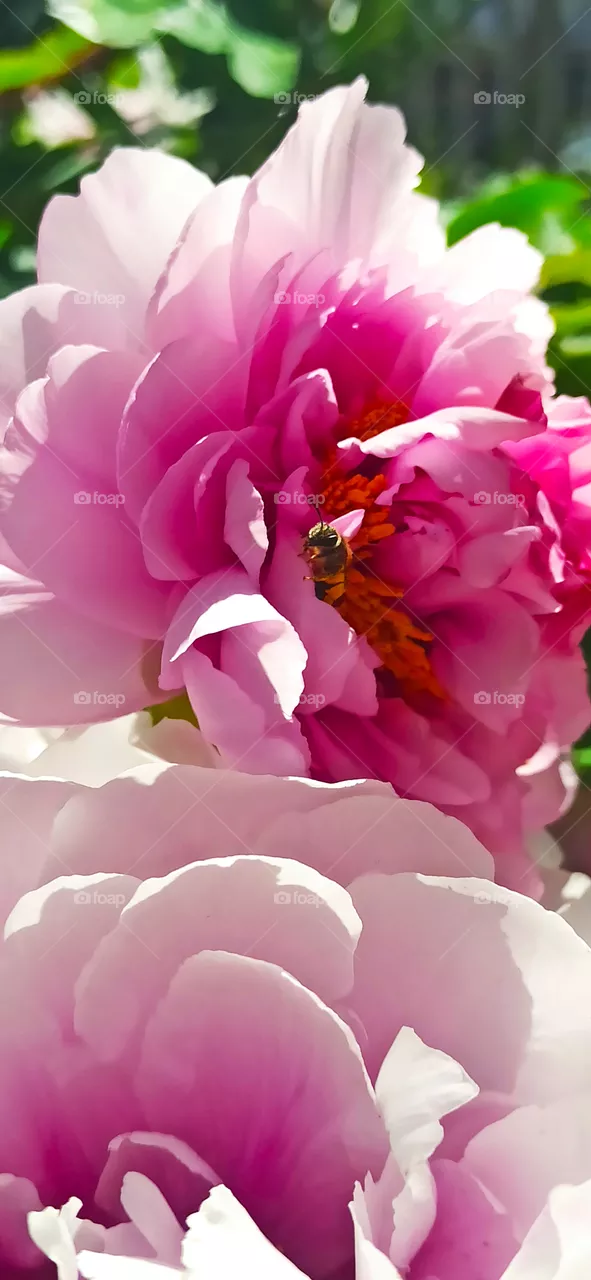 just Peony.
