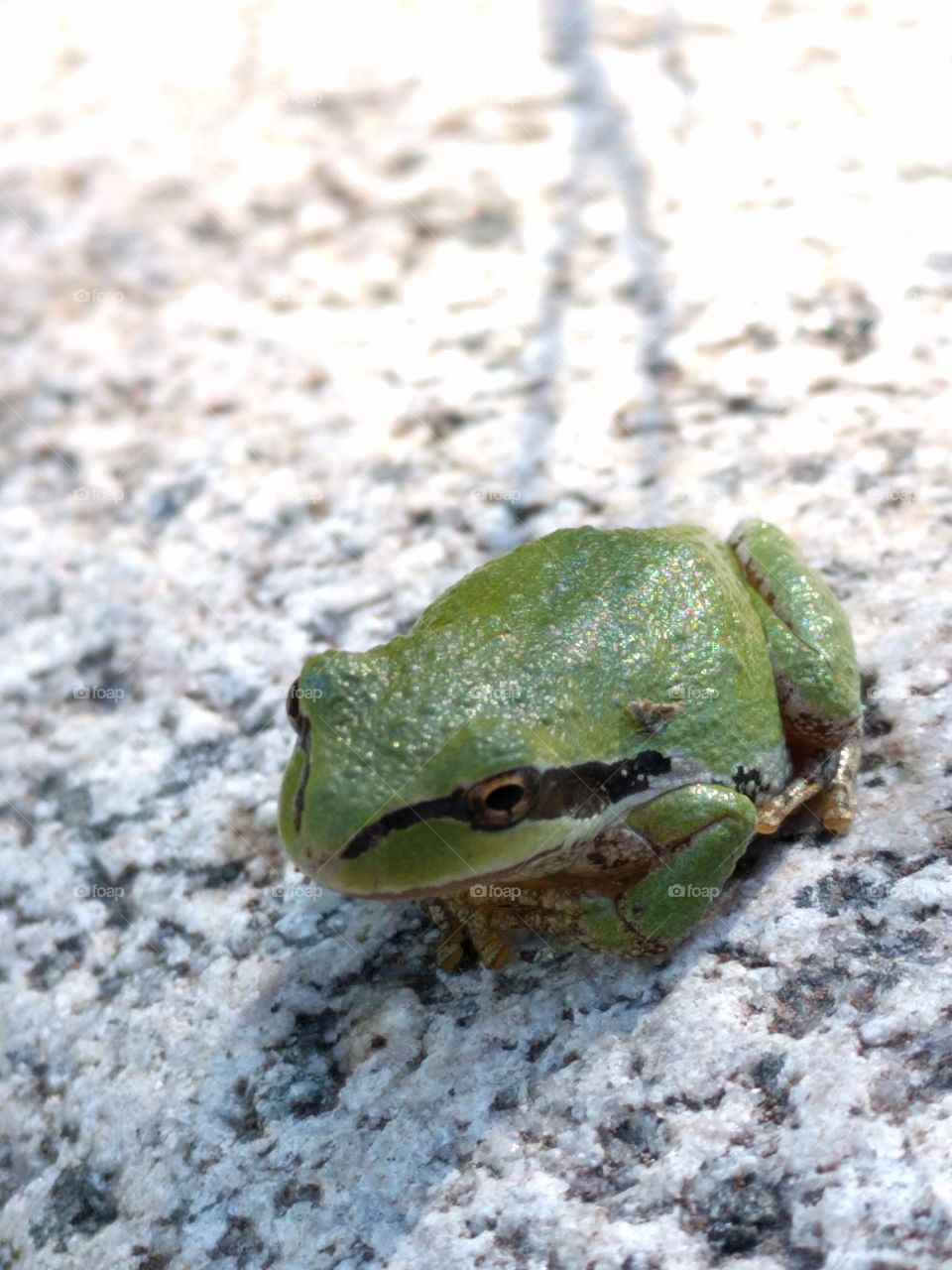 Green pacific tree frog