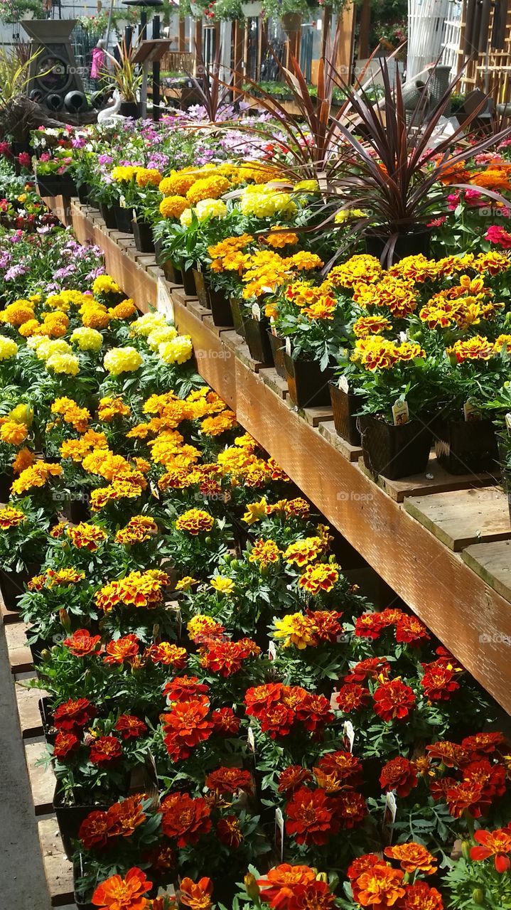 Marigolds