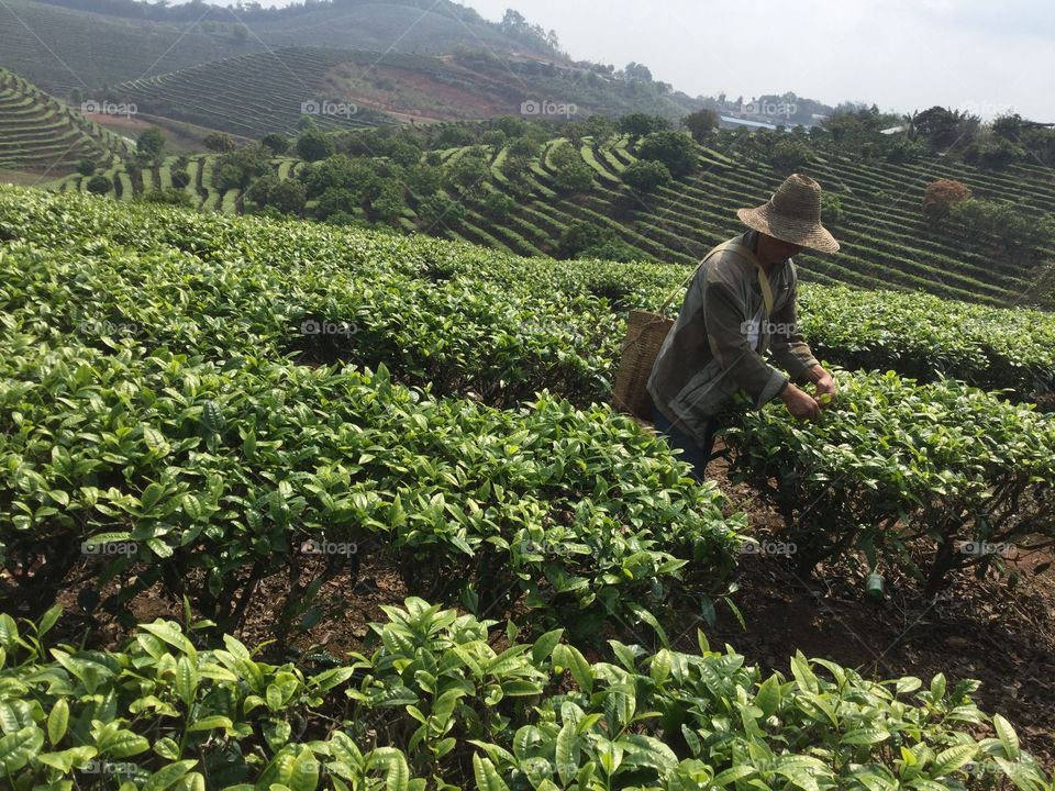 tea grower in China, Yunnan, Xishuangbanna, Dadugang 茶农 中国云南省西双版纳傣族自治州 大渡岗