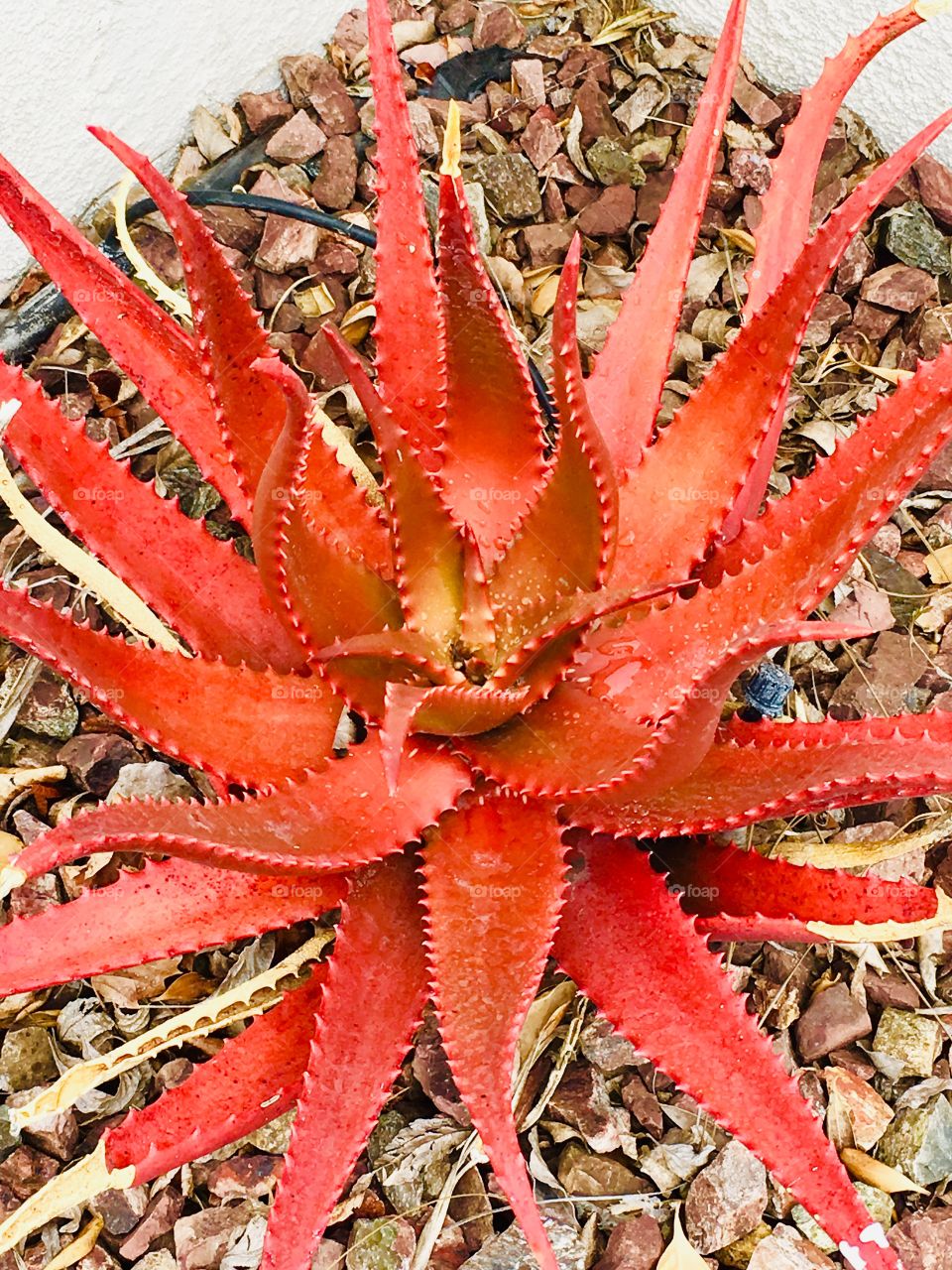 Red succulent 