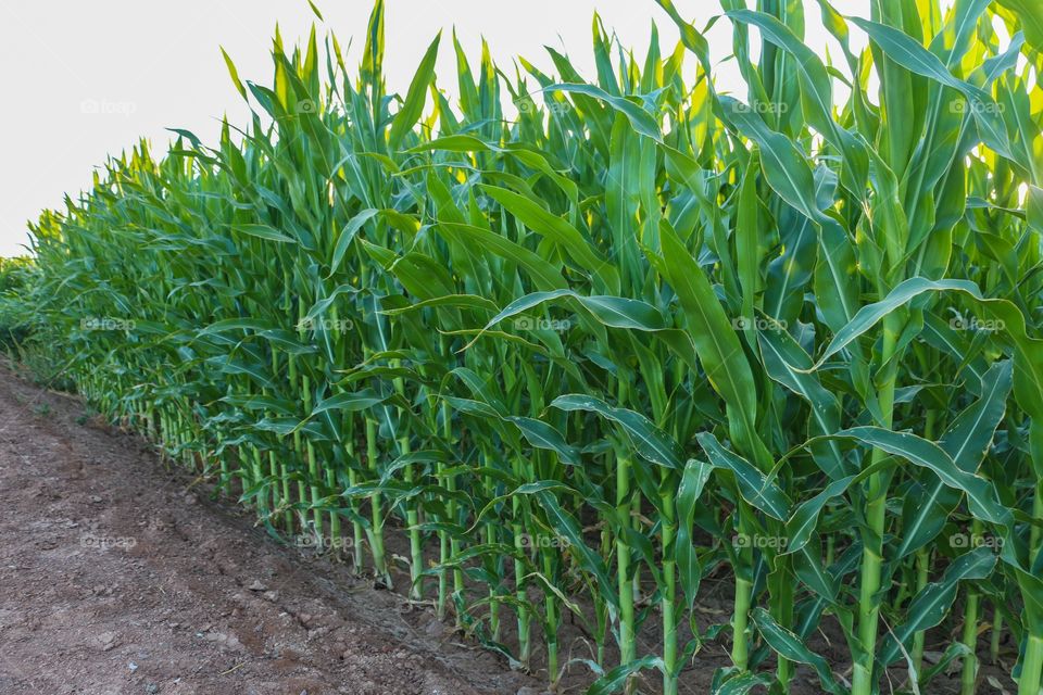 Field of corn crop