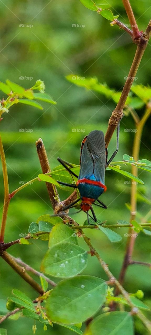 Insect: Phytophagous bed bug, one that feeds on plants