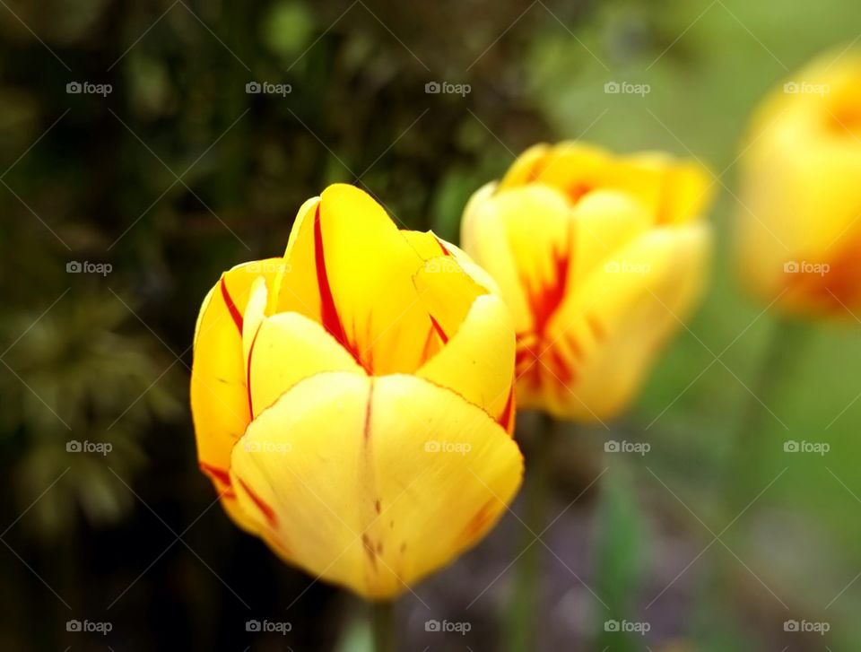 garden yellow tulip by superthor