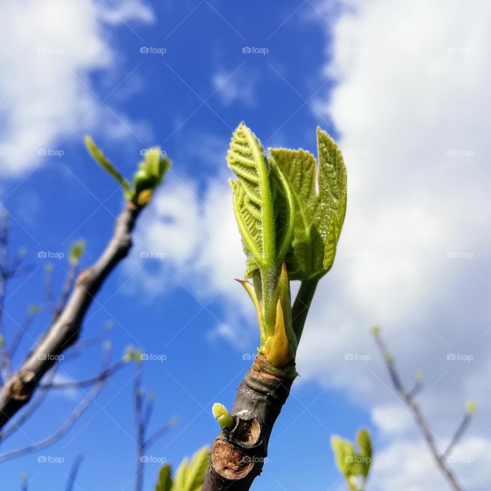 Fig tree