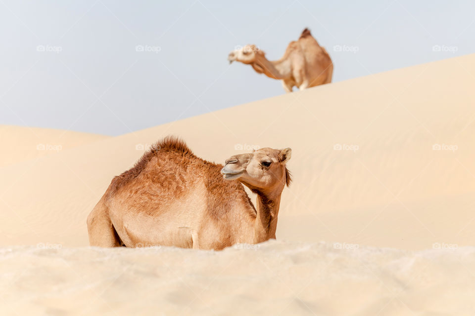 Camels in the desert, perfectly alligned in the photo