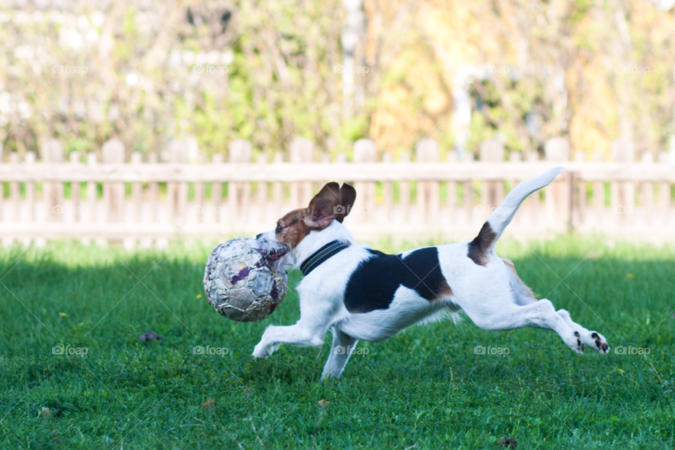 dog fun ball running by comonline