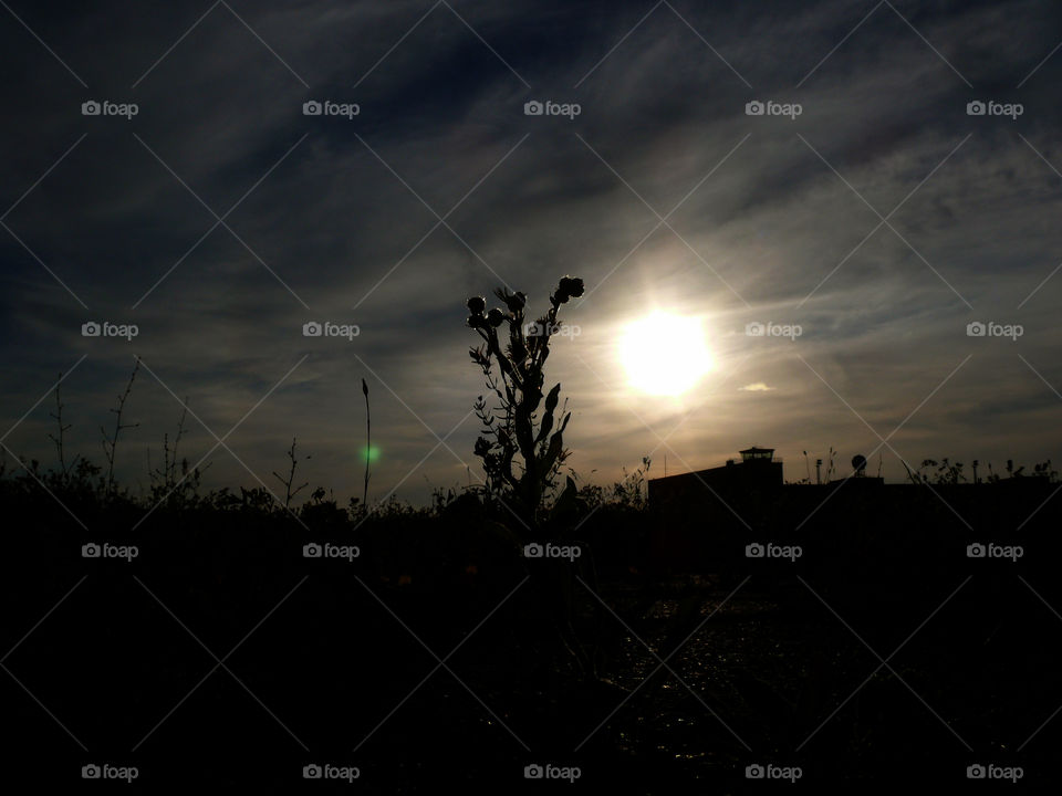 Low angle view of silhouette of plant growing against cloudy sky and cityscape at sunset in Berlin, Germany.