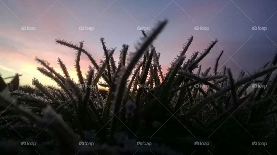 Frosty grass