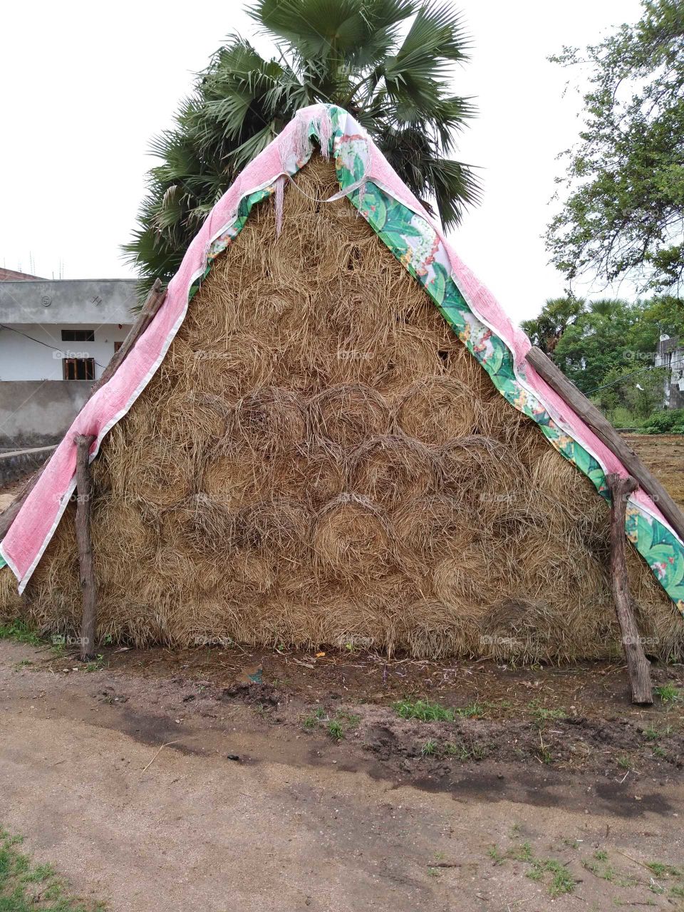 a pile of paddy Grass