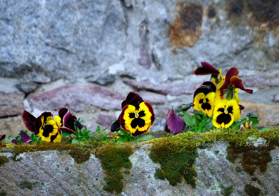 Closeup of potted pansies against stone wall.