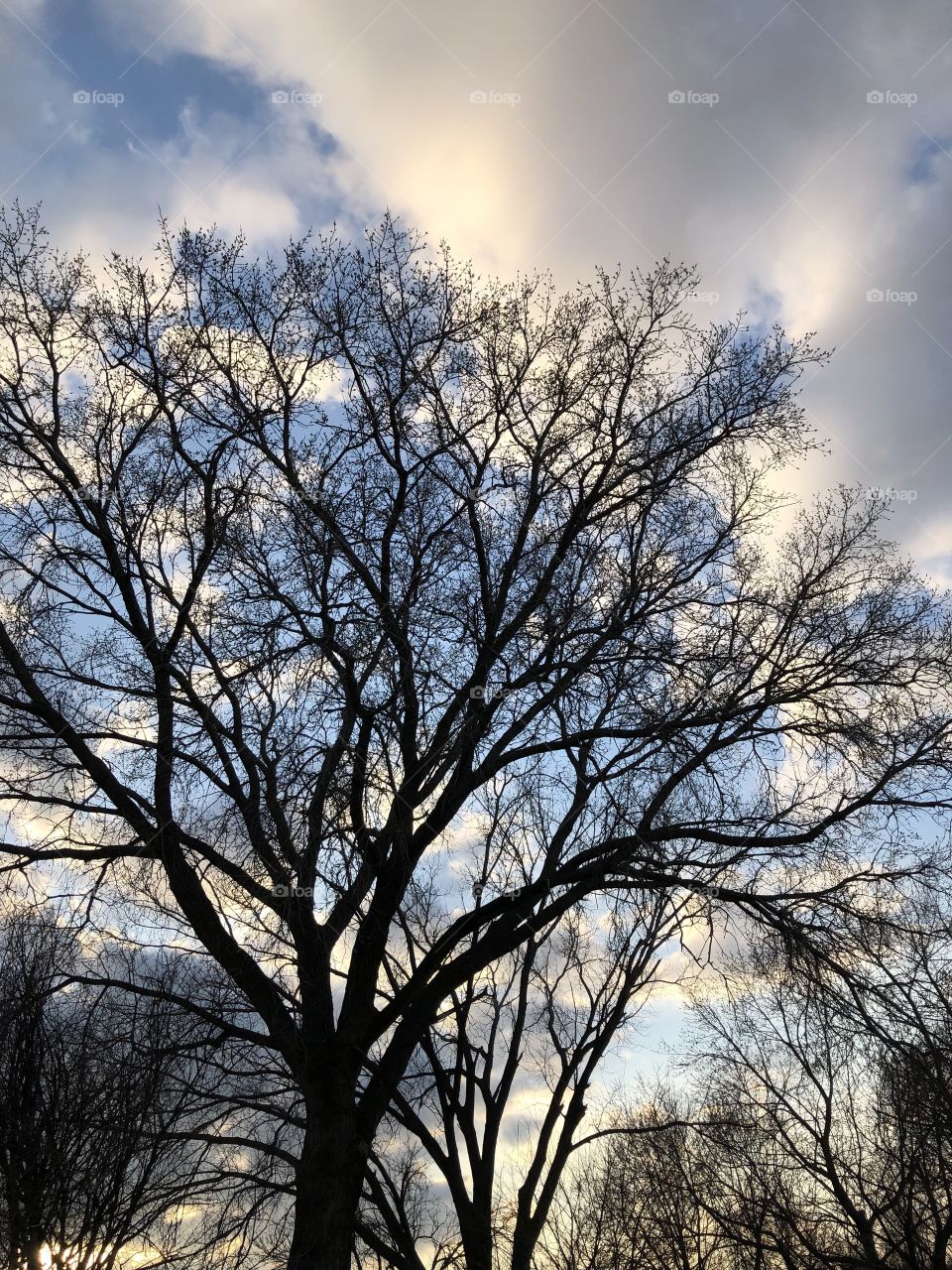 Tree and lovely sky