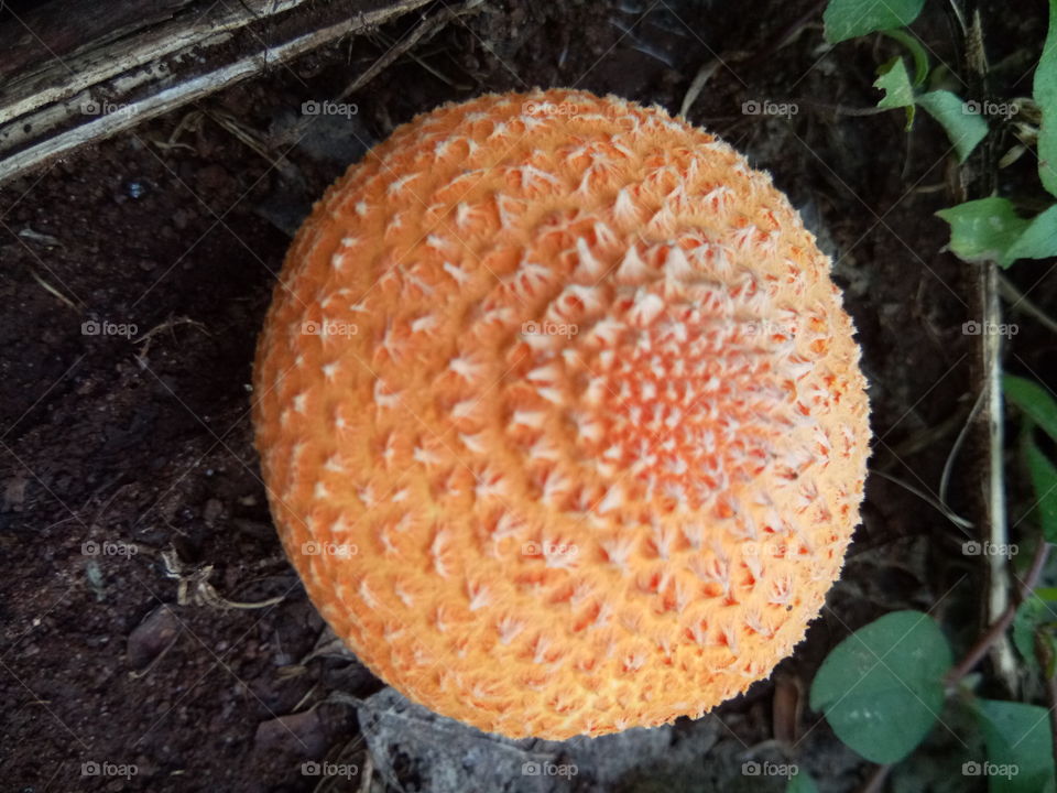 Orange mashroom