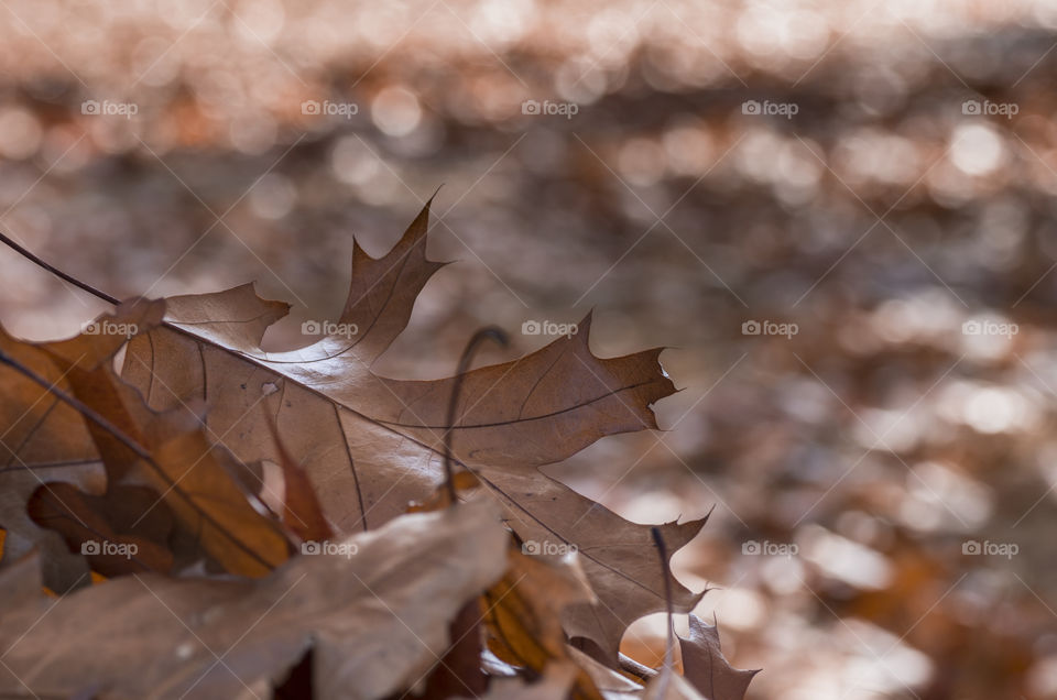 Beautiful background of fallen leaves during autumn.