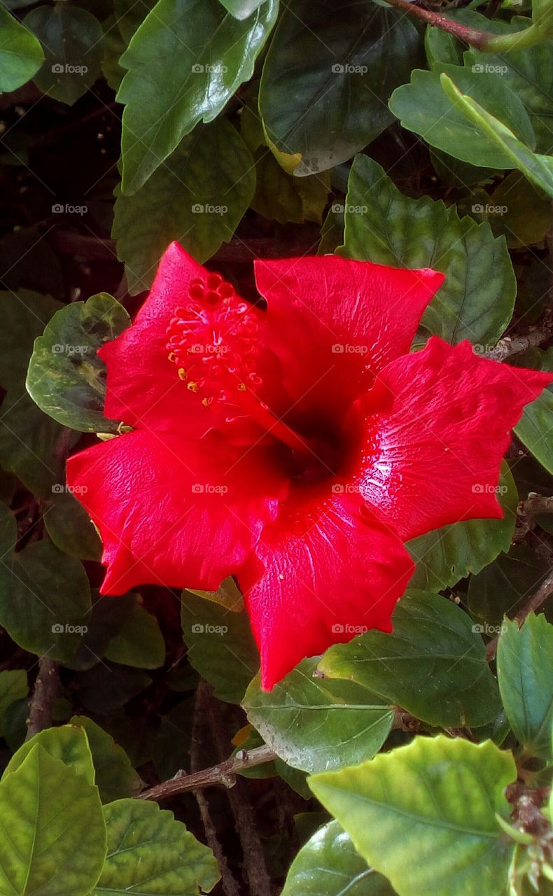 Gorgeous red Hibiscus flower surrounded by green beautiful leaves