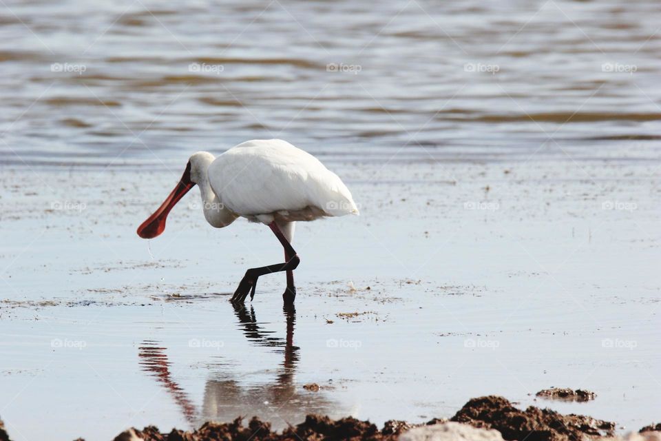 bird water reflection
