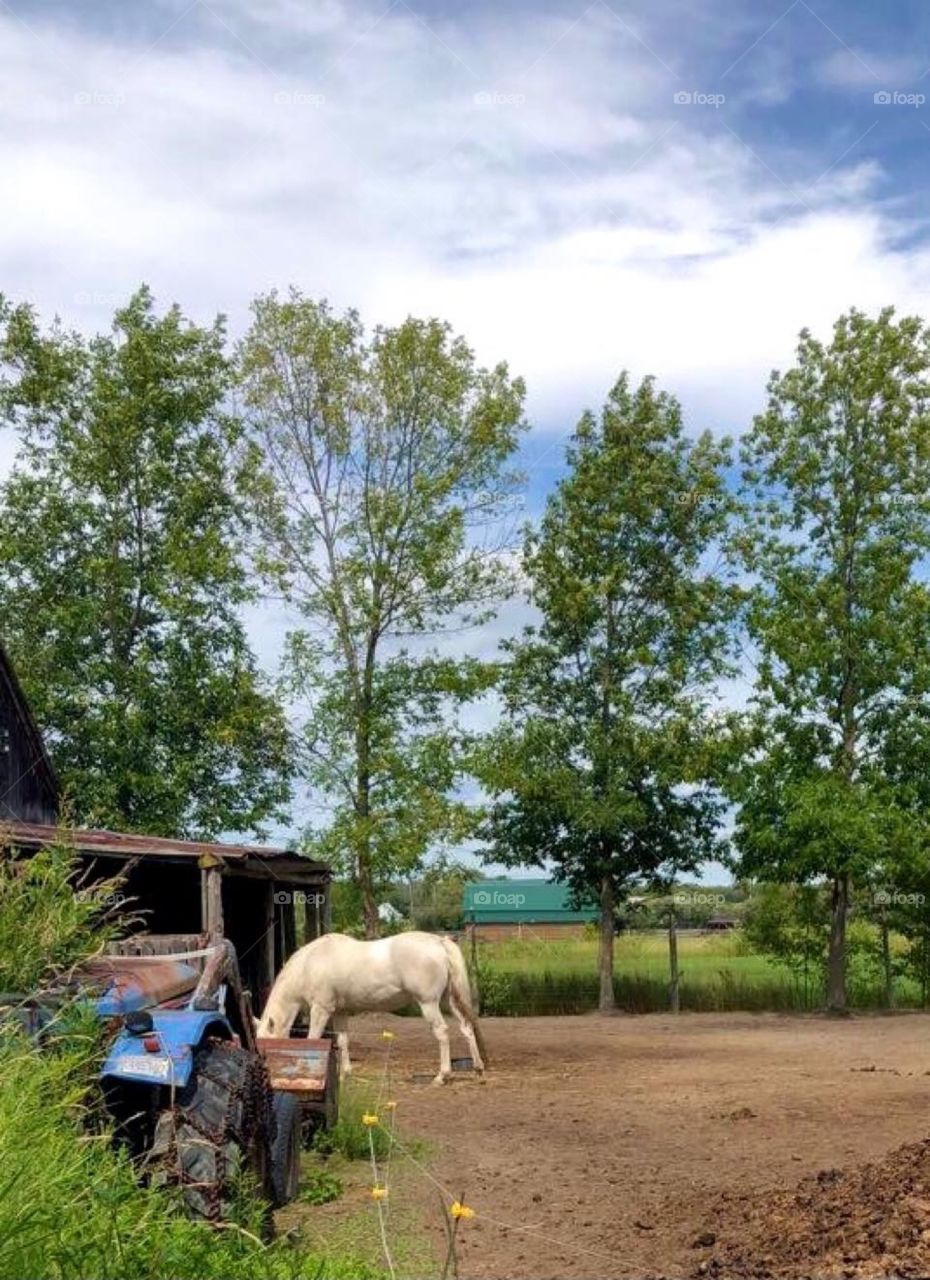 White horse surrounded by green trees