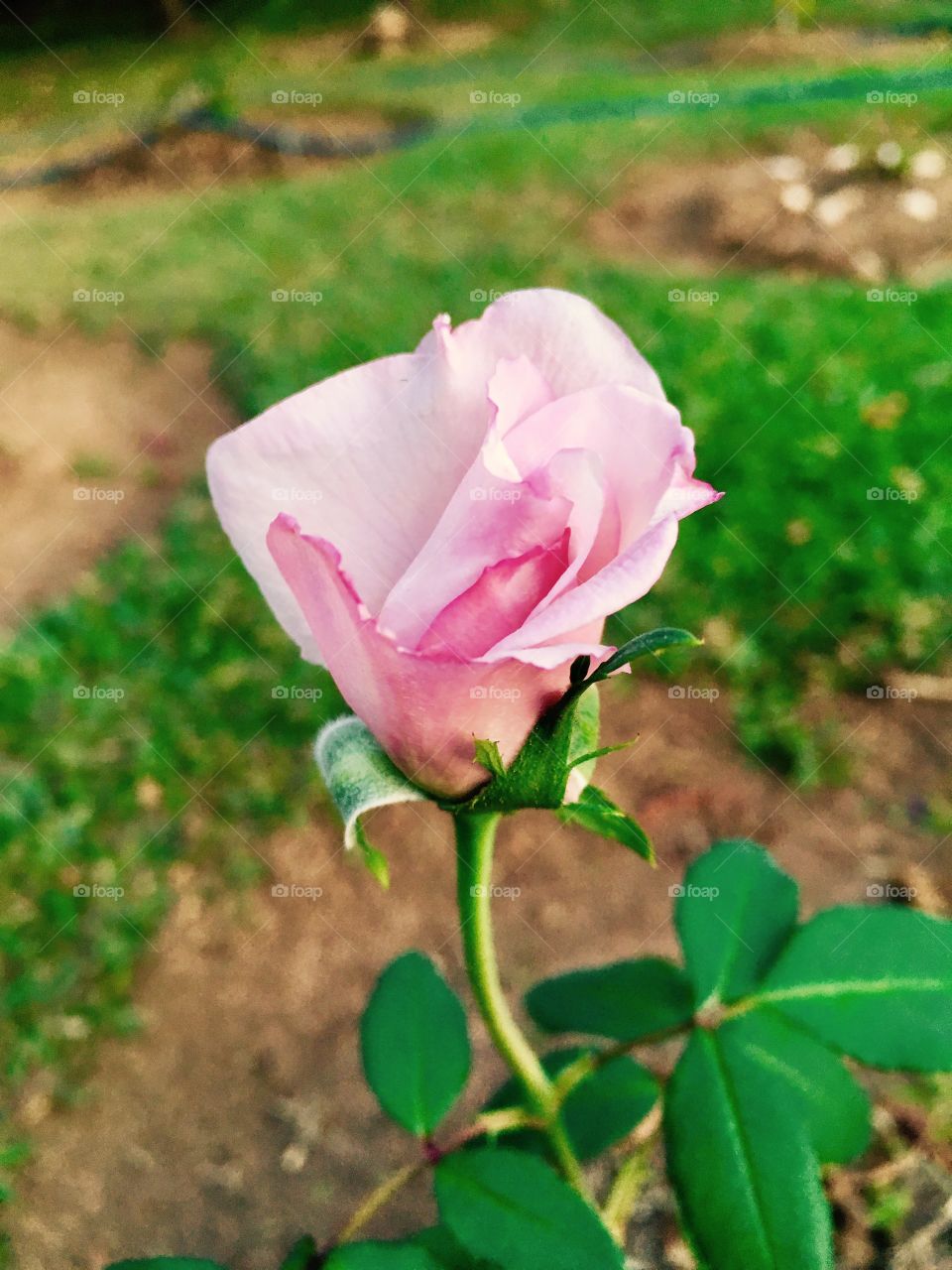 🌼#Flores do nosso #jardim, para alegrar e embelezar nosso dia!
#Jardinagem é nosso #hobby.
🌹
#flowers
#garden
#nature
#flor