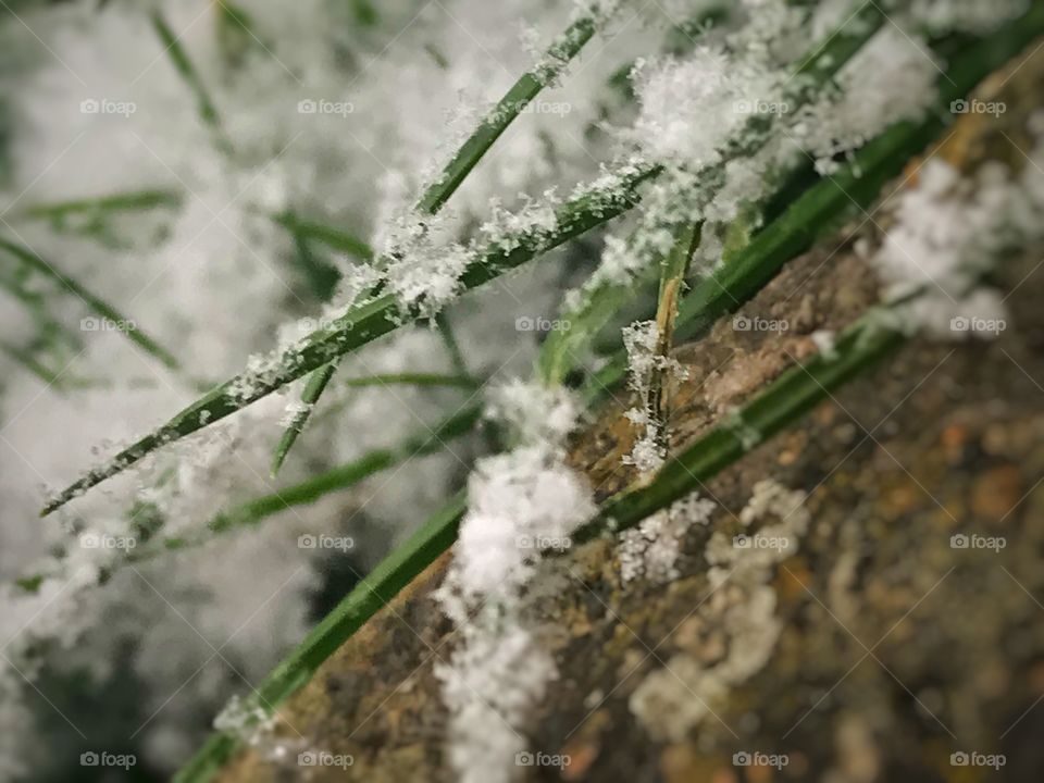 Snow covered grass