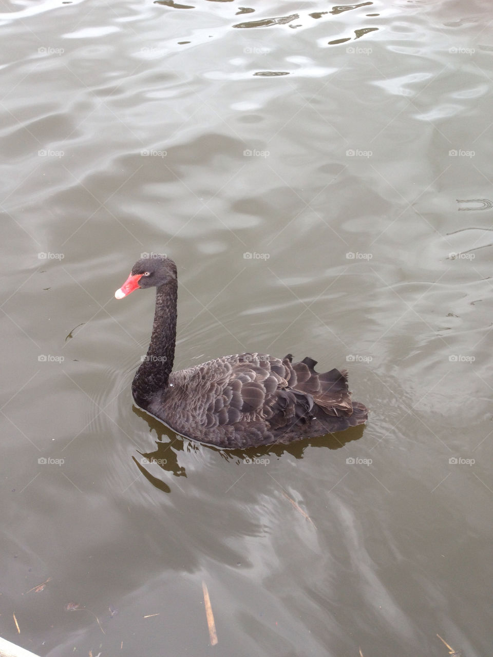 black water swan river by kshapley