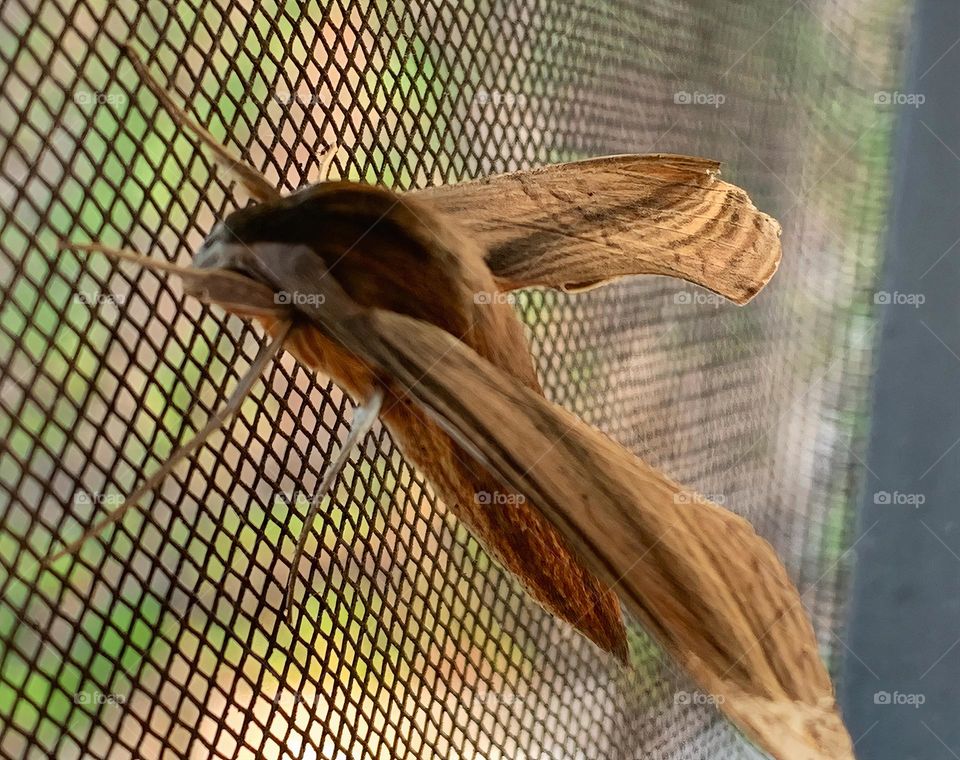 Tersa Sphinx Moth Amazing Creature Hanging Out Inside The Screen Enclosure In The End Of The Day