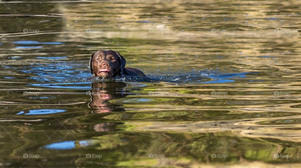 Labrador retriever dog cooling off in a calm ocean