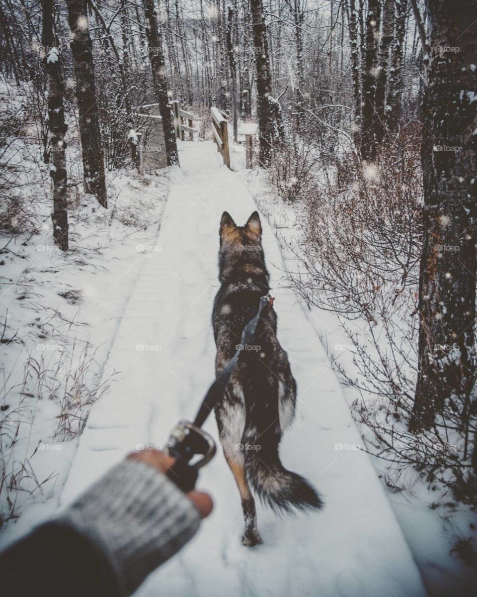 walking the dog in winter through the woods