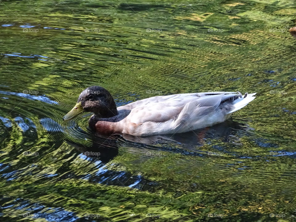 Kurpark in Bad Wildbad
