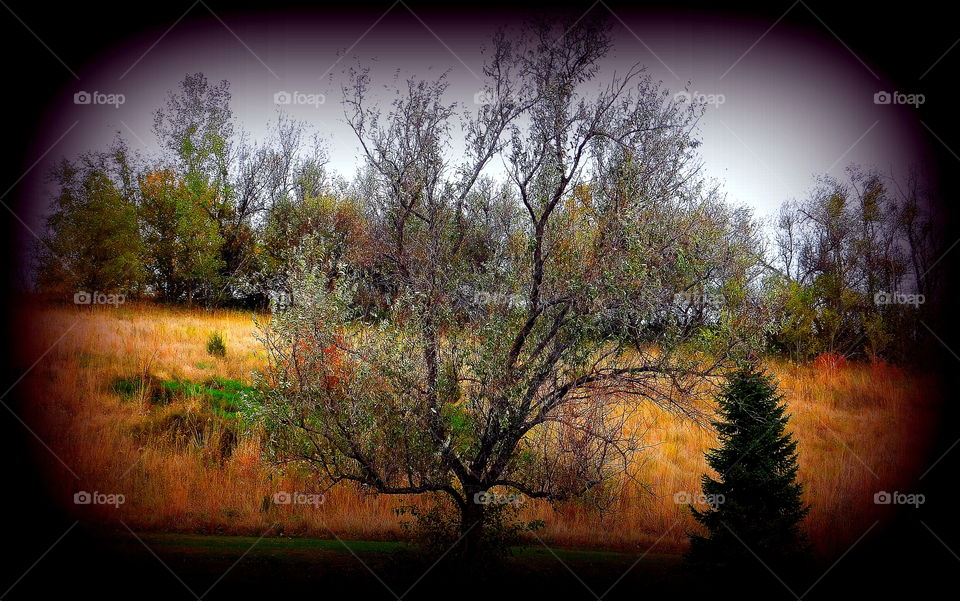 Tree in a field in the fall season