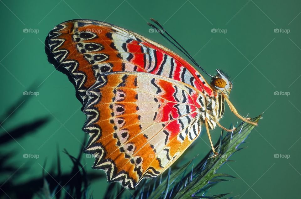 Close up of a Leopard Lacewing butterfly.