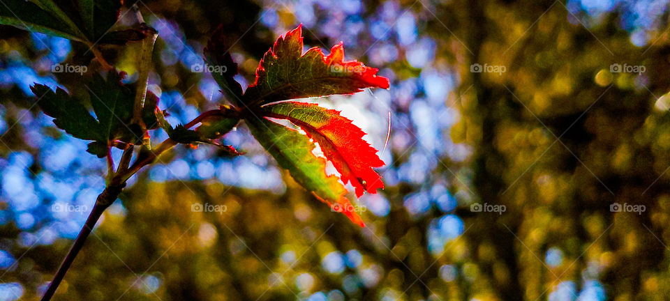 the inside of a leaf