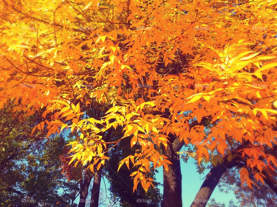 Autumn yellow trees