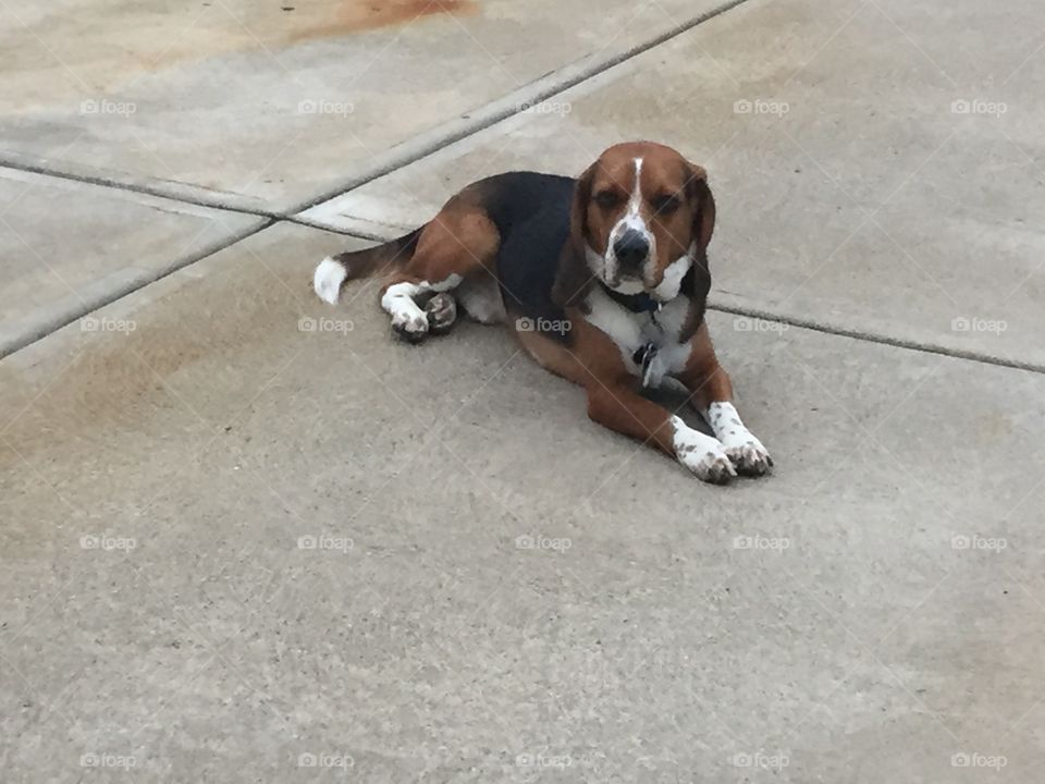 Cash the beagle, tanning on the patio